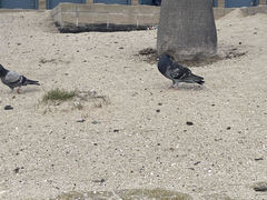 Columba livia