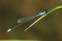 Acanthagrion trilobatum