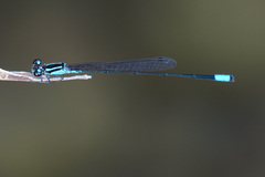 Acanthagrion trilobatum