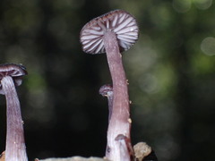 Laccaria violaceonigra