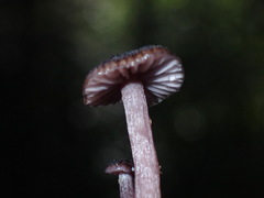 Laccaria violaceonigra