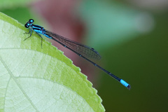 Acanthagrion trilobatum