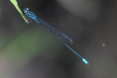 Acanthagrion trilobatum