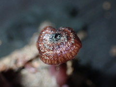 Laccaria violaceonigra