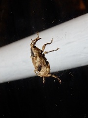 Mechistocerus