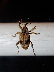 Mechistocerus