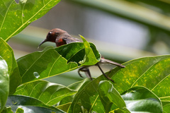 Myzomela rubratra