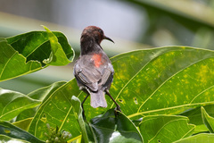 Myzomela rubratra