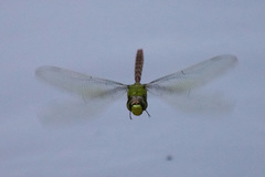 Anax concolor