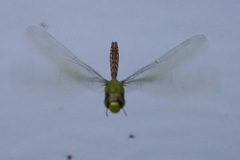 Anax concolor