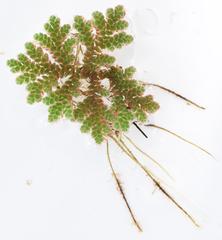 Azolla microphylla