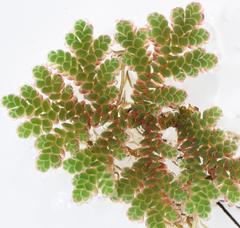 Azolla microphylla