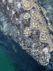 Cryptolepas rhachianecti