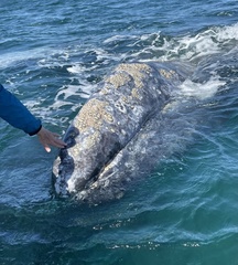 Cryptolepas rhachianecti