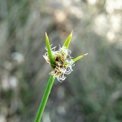 Cyperus gymnocaulos