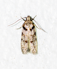 Pseudotelphusa palliderosacella