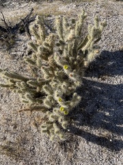 Cylindropuntia ganderi