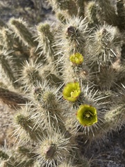 Cylindropuntia ganderi