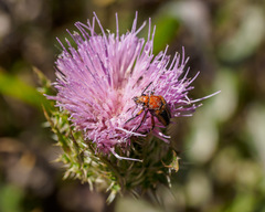 Nemognatha piazata