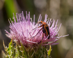 Nemognatha piazata