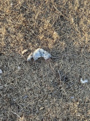 Rattus norvegicus domestica