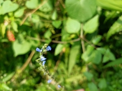 Salvia misella