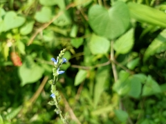 Salvia misella