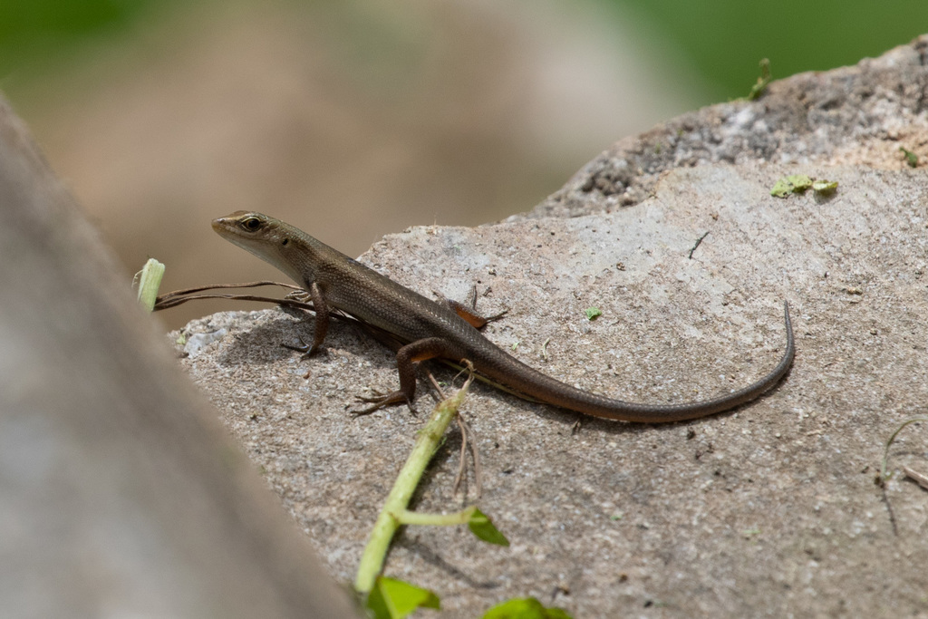 Brown Four-Fingered Skink
