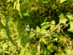 Salvia misella