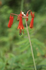 Bessera tenuiflora