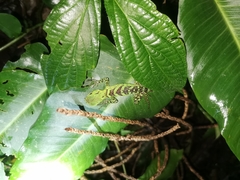 Enyalioides laticeps