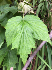 Eriocapitella japonica
