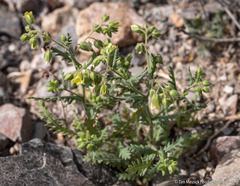 Emmenanthe penduliflora