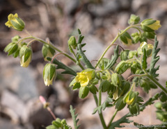Emmenanthe penduliflora