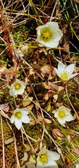 Gentianella grisebachii
