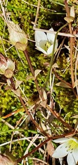 Gentianella grisebachii