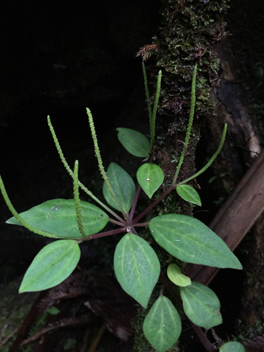 Peperomia leptostachya