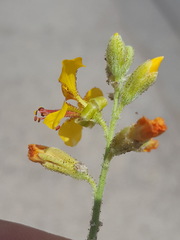 Hoffmannseggia glauca