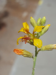 Hoffmannseggia glauca