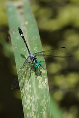 Micrathyria pseudeximia