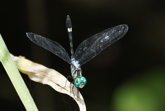 Micrathyria pseudeximia