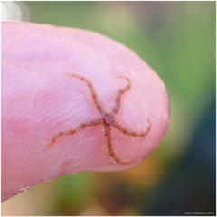 Ophiothrix spiculata