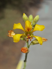 Hoffmannseggia glauca