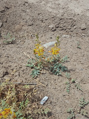 Hoffmannseggia glauca