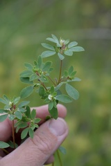 Acmispon denticulatus