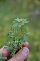 Acmispon denticulatus