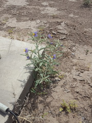 Solanum elaeagnifolium