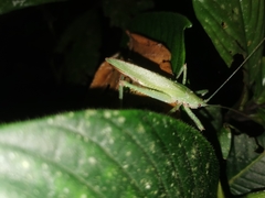 Drepanoxiphus elegans