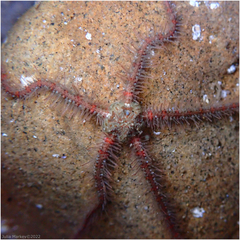 Ophiothrix spiculata