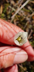 Gentianella vernicosa